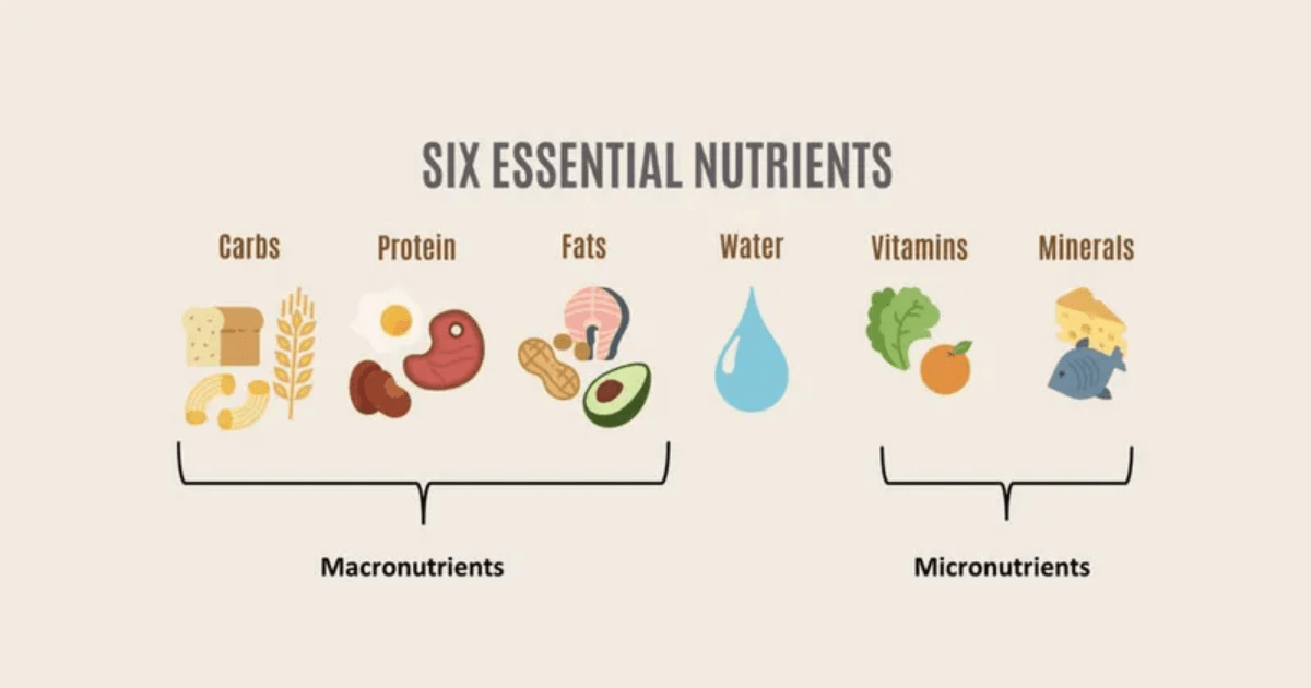 Nutrisi dan Nutrien