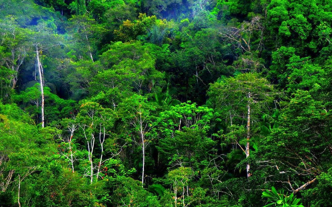Hutan Tropis