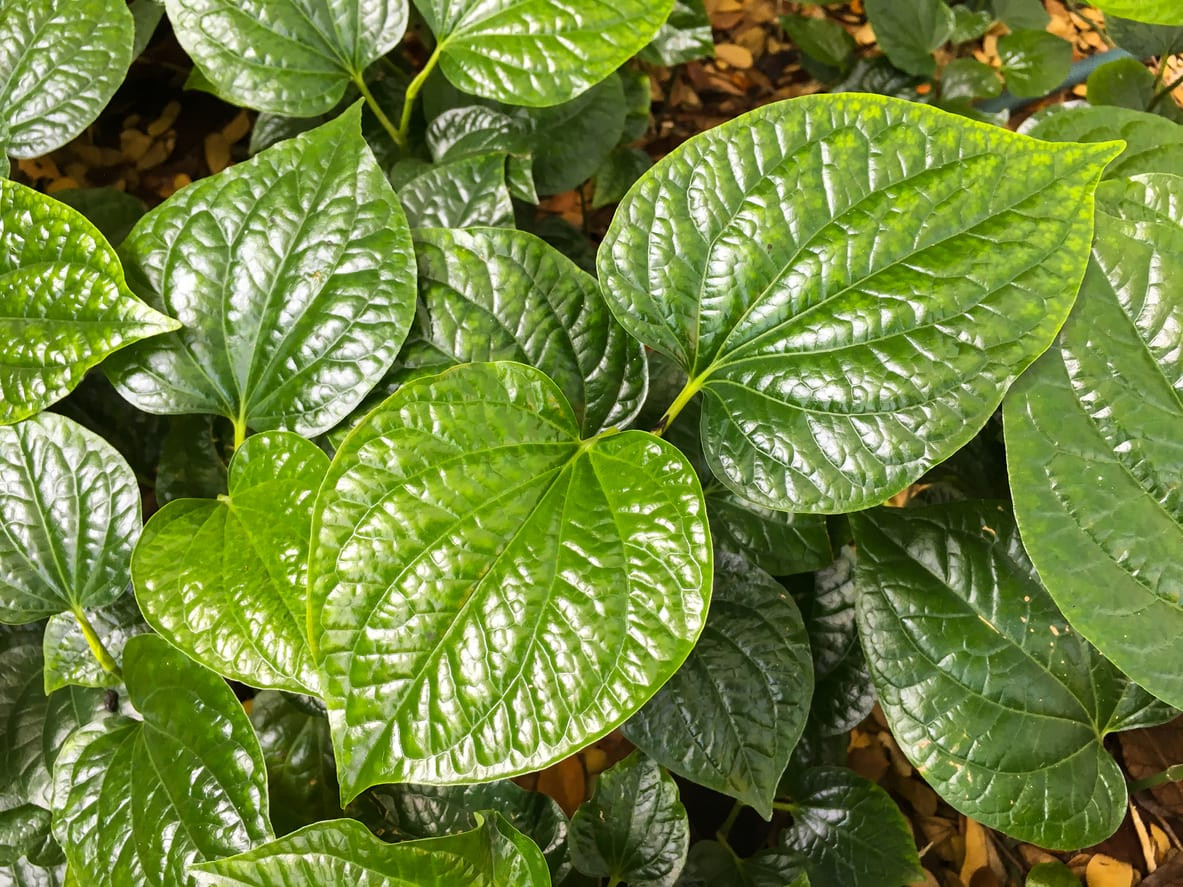 Daun Sirih sebagai Obat Tradisional Alami