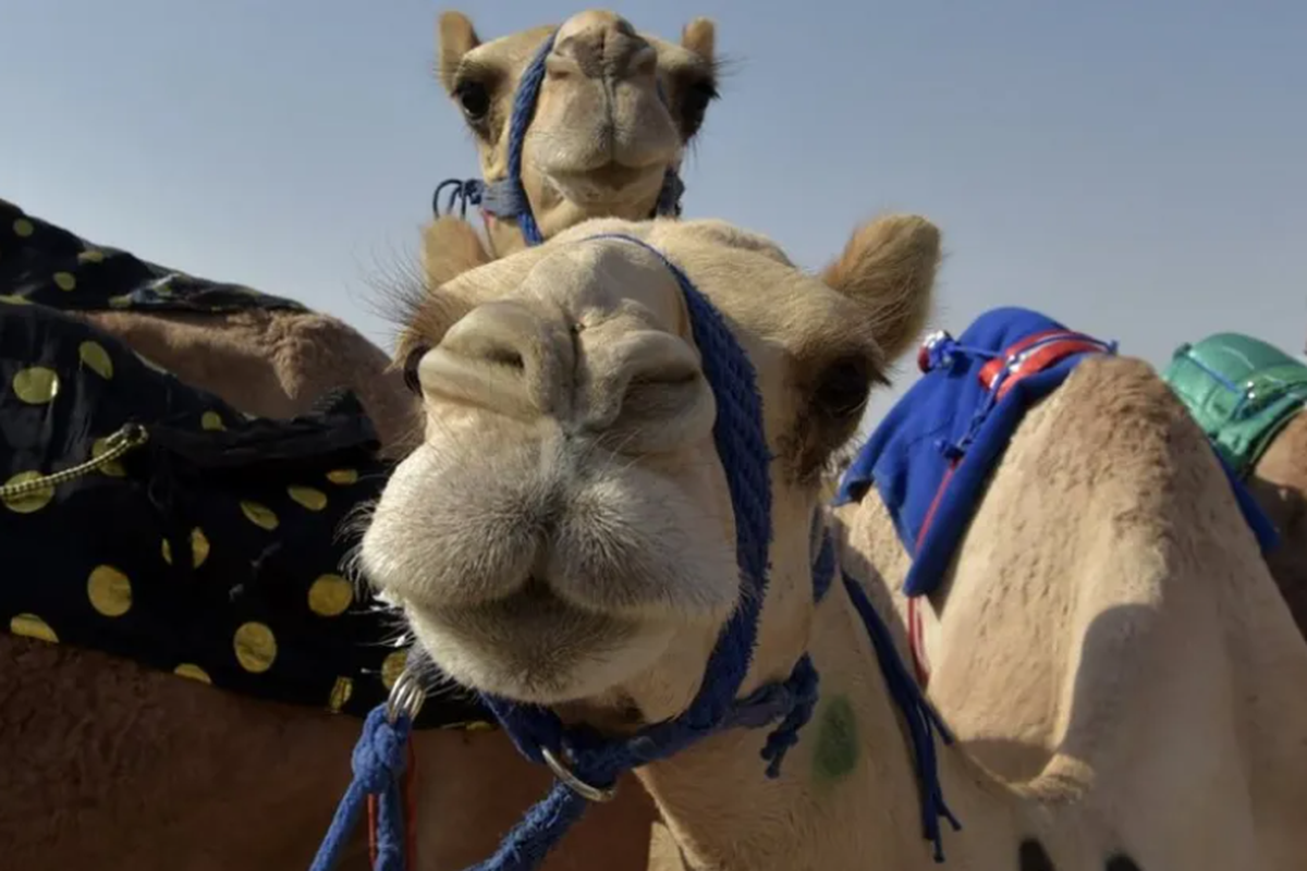 Kontroversi Botox dan Silikon di Ajang Kecantikan Unta