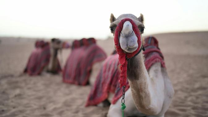 Paspor Unta: Inovasi Arab Saudi di Dunia Peternakan